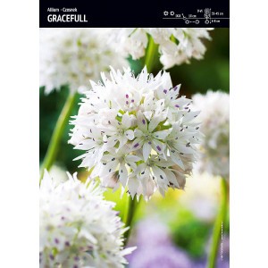 Allium - Czosnek Gracefull 3szt