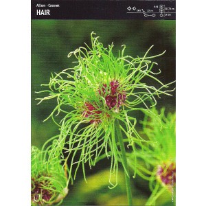 Allium - Czosnek Hair 5szt