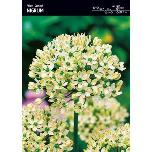 Allium - Czosnek Nigrum 3szt