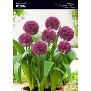 Allium - Czosnek Ostara 1szt