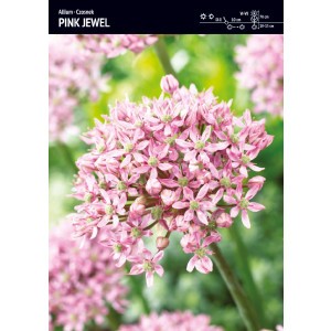 Alium czosnek Pink Jewel