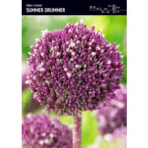 Allium - Czosnek Summer Drummer 1szt