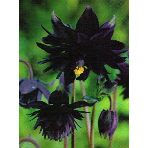 Aquilegia - Orlik Pełny Czarny 1szt.