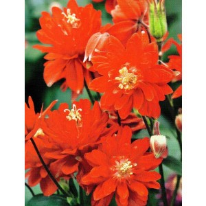 Aquilegia - Orlik Pełny Czerwony 1szt.