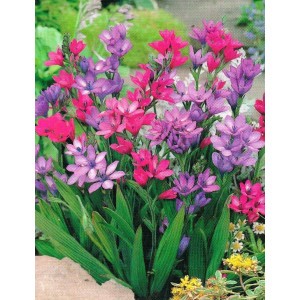 Babiana Kew Hybrids Cebulka 5szt.