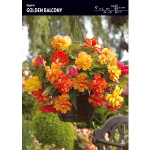 Begonia Zwisająca Pełna Pachnąca Golden Balcony 1szt.