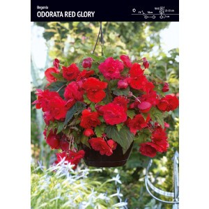 Begonia Zwisająca Pełna Pachnąca Odorata Red Glory 1szt.