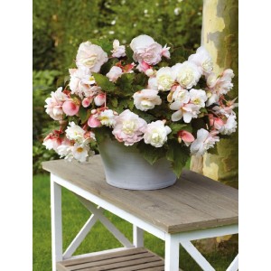 Begonia Zwisająca Pełna Pachnąca Odorata Angelique 1szt.