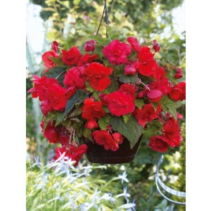 Begonia Zwisająca Pełna Pachnąca Odorata Red Glory 1szt.