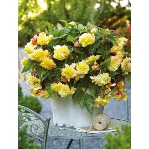 Begonia Zwisająca Pełna Pachnąca Odorata Sunny Dream 1szt.