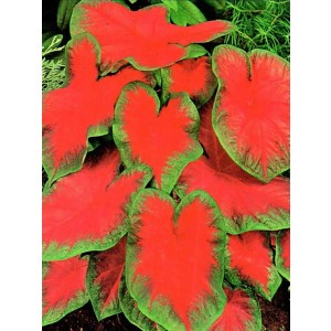 Caladium - Kaladium Freida Hemple Cebulka 1szt.