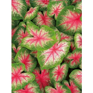 Caladium - Kaladium Pink Beauty Cebulka 1szt.