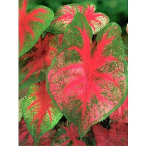 Caladium - Kaladium Red Flash Cebulka 1szt.