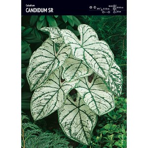 Caladium - Kaladium Candidum SR Cebulka 1szt.