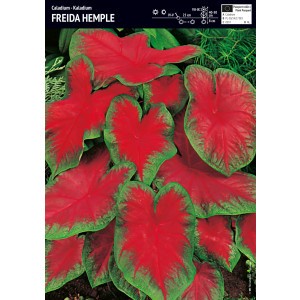 Caladium - Kaladium Freida Hemple Cebulka 1szt.