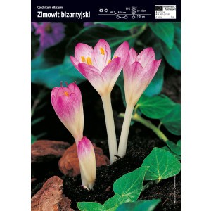 Colchicum Giant Zimowit Bizantyjski Cebulka 1szt