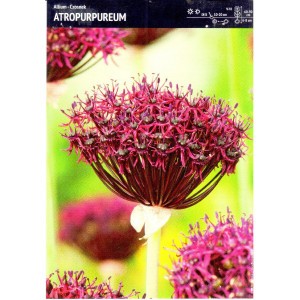 Allium - Czosnek Atropurpureum 3szt