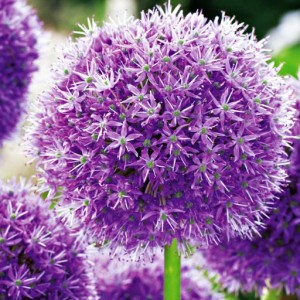 Allium Czosnek His Excellency 1szt
