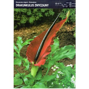 Dracunculus Vulgaris Drakunkulus Zwyczajny Cebulka 1szt