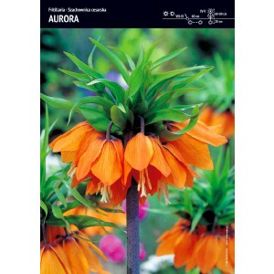 Fritillaria Szachownica Cesarska Aurora Cebulka 1szt