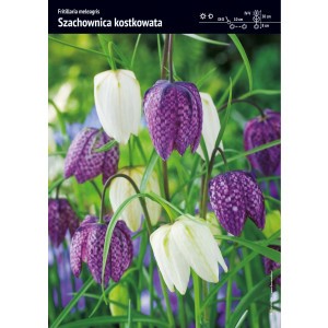 Fritillaria Meleagris Szachownica Kostkowata Cebulka 10szt