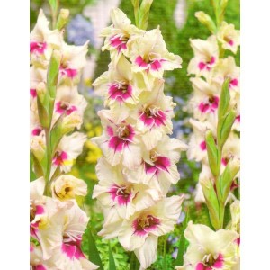 Gladiolus - Mieczyk Wielokwiatowy Amber Mistique 5szt.