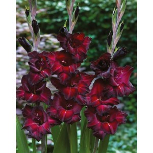 Gladiolus - Mieczyk Wielokwiatowy Black Surprise 5szt.