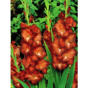Gladiolus - Mieczyk Wielokwiatowy Chocolate 5szt.
