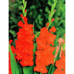 Gladiolus - Mieczyk Karbowany Fire Ruffle 5szt.