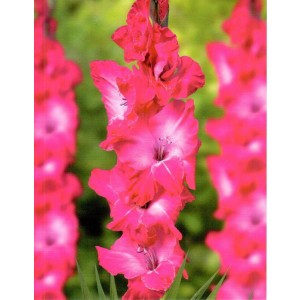 Gladiolus - Mieczyk Wielokwiatowy Karaoke 5szt.