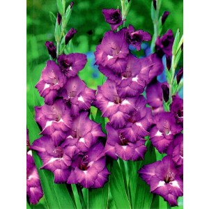 Gladiolus - Mieczyk Wielokwiatowy Macarena 5szt.