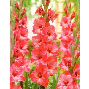 Gladiolus - Mieczyk Wielokwiatowy Misty Mate 5szt.