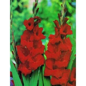Gladiolus - Mieczyk Wielokwiatowy Oscar 5szt.