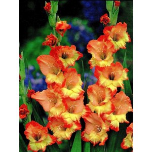 Gladiolus - Mieczyk Wielokwiatowy Princess Margaret Rose 5szt.