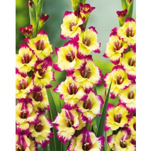 Gladiolus - Mieczyk Drobnokwiatowy Zita 5szt.