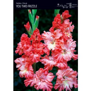 Gladiolus - Mieczyk Karbowany You Two Frizzle 5szt.