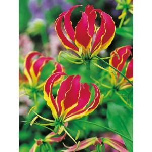 Gloriosa Cebulka 1szt.