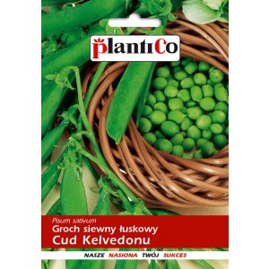 Groch Siewny Łuskowy Cud Kelvedonu 40g PlantiCo