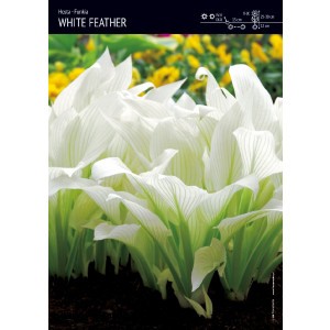 Hosta - Funkia White Feather 1szt.