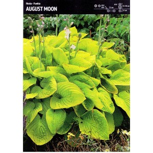 Hosta - Funkia August Moon 1szt.