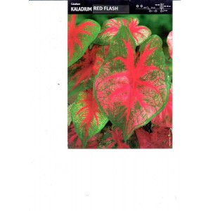 Caladium - Kaladium Red Flash Cebulka 1szt.