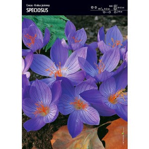 Krokus Jesienny Speciosus 5szt