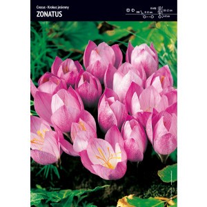 Krokus Jesienny Zonatus Cebulka 5szt