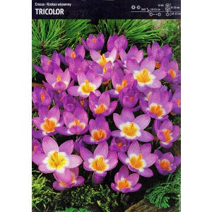 Krokus Tricolor Cebulka 10szt