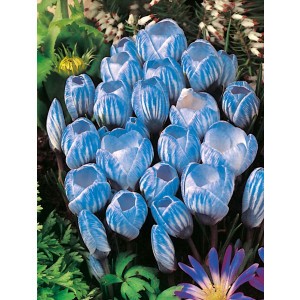 Krokus Wielokwiatowy Sky Blue Cebulka 10szt