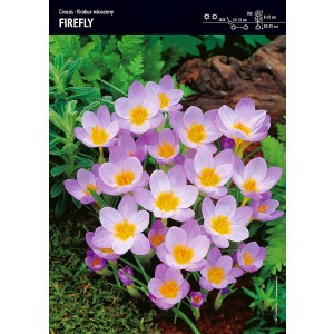 Krokus Wiosenny Firefly 10szt