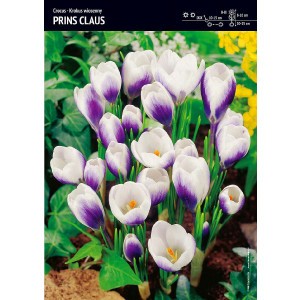 Krokus Prins Claus Cebulka 10szt
