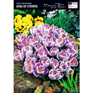 Krokus Wielokwiatowy King Of Striped Cebulka 10szt