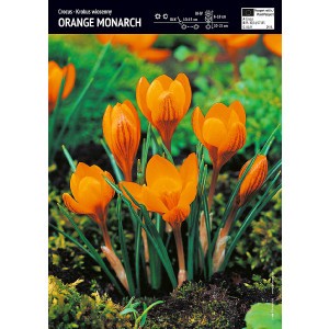 Krokus Orange Monarch Cebulka 10szt