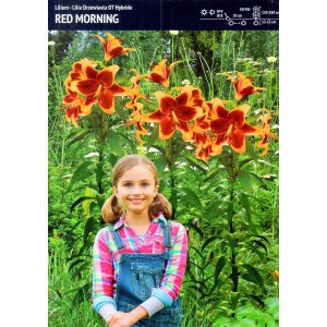 Lilia Drzewiasta Red Morning Cebulka 1szt